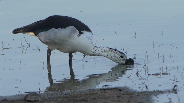 Canard à bosse - ML617704607