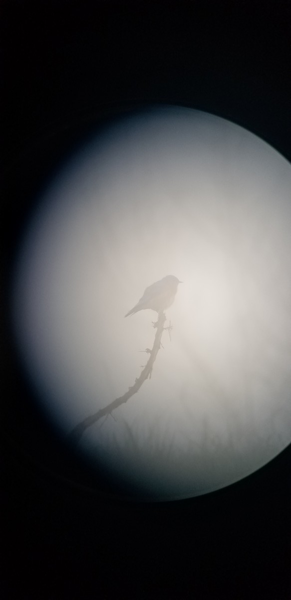 Western Bluebird - Quetzal Pineda