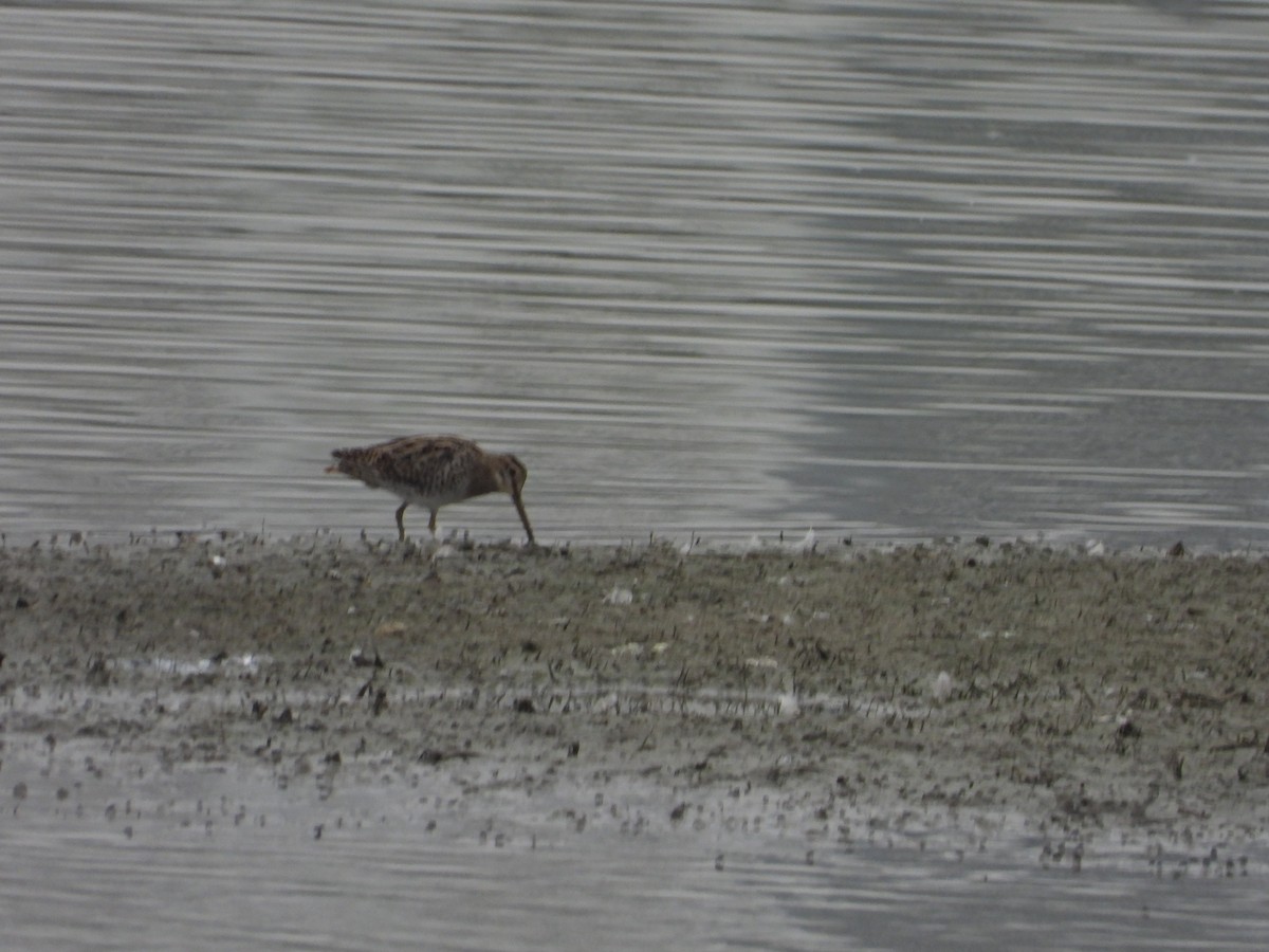 Gallinago sp. - ML617704634