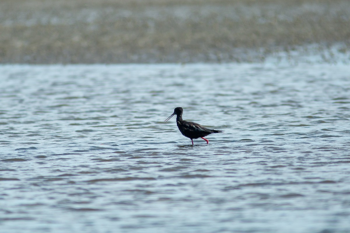 Black Stilt - ML617704640