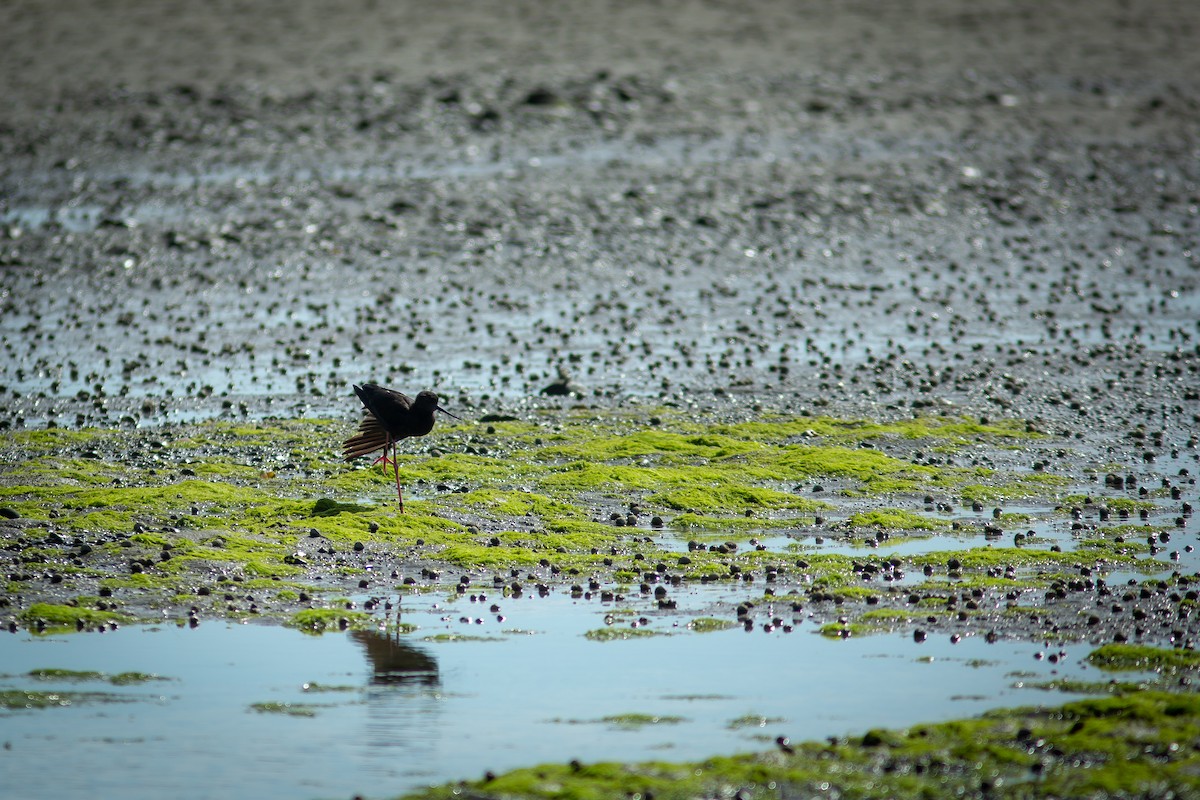 Black Stilt - ML617704644