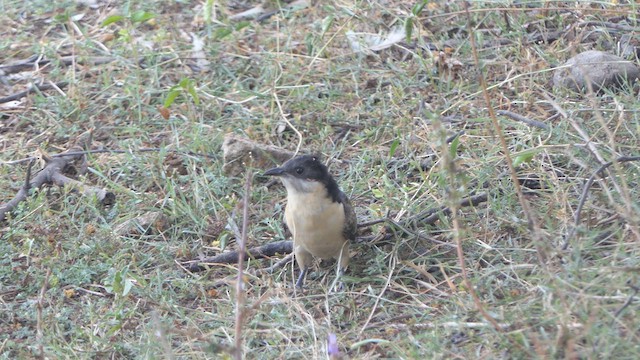 Pied Cuckoo - ML617704653