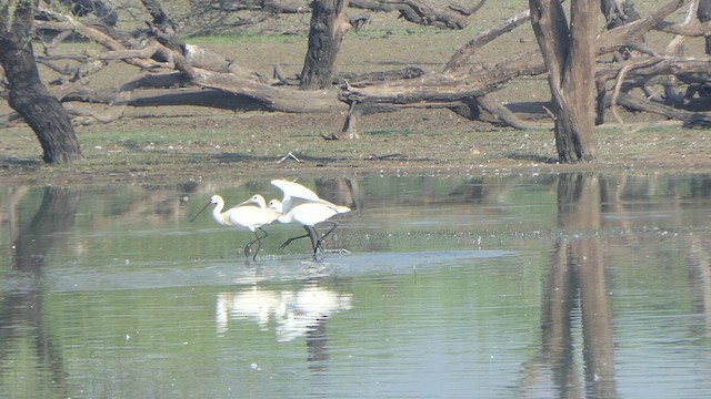 Eurasian Spoonbill - ML617704673