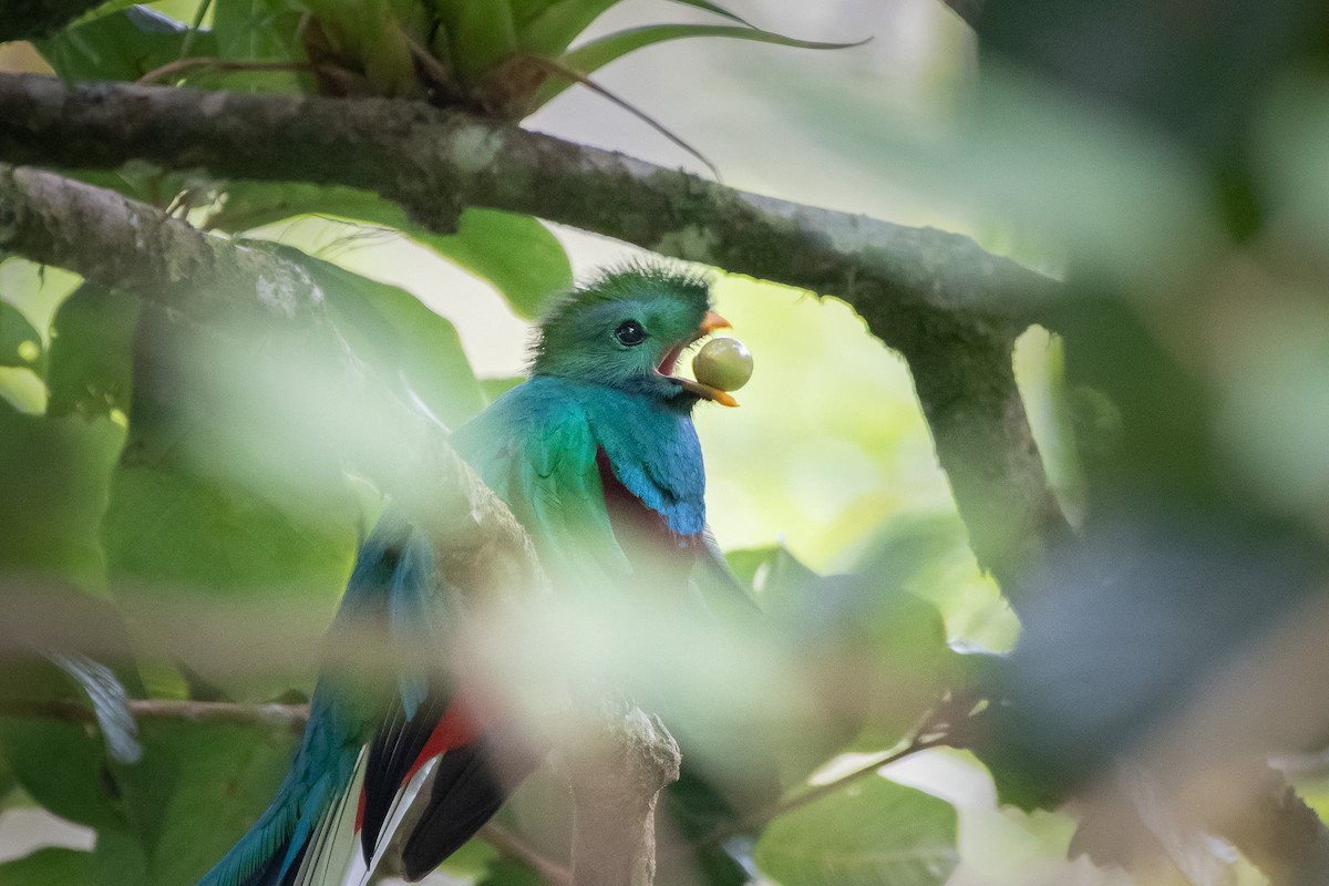 Resplendent Quetzal - ML617704680