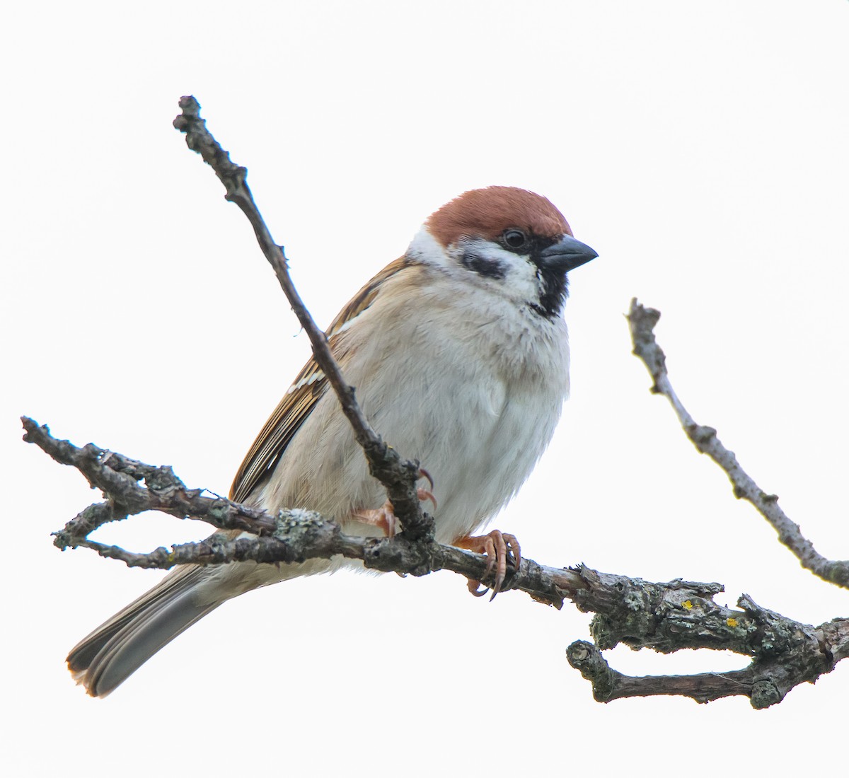 Eurasian Tree Sparrow - Paulina Leśniak