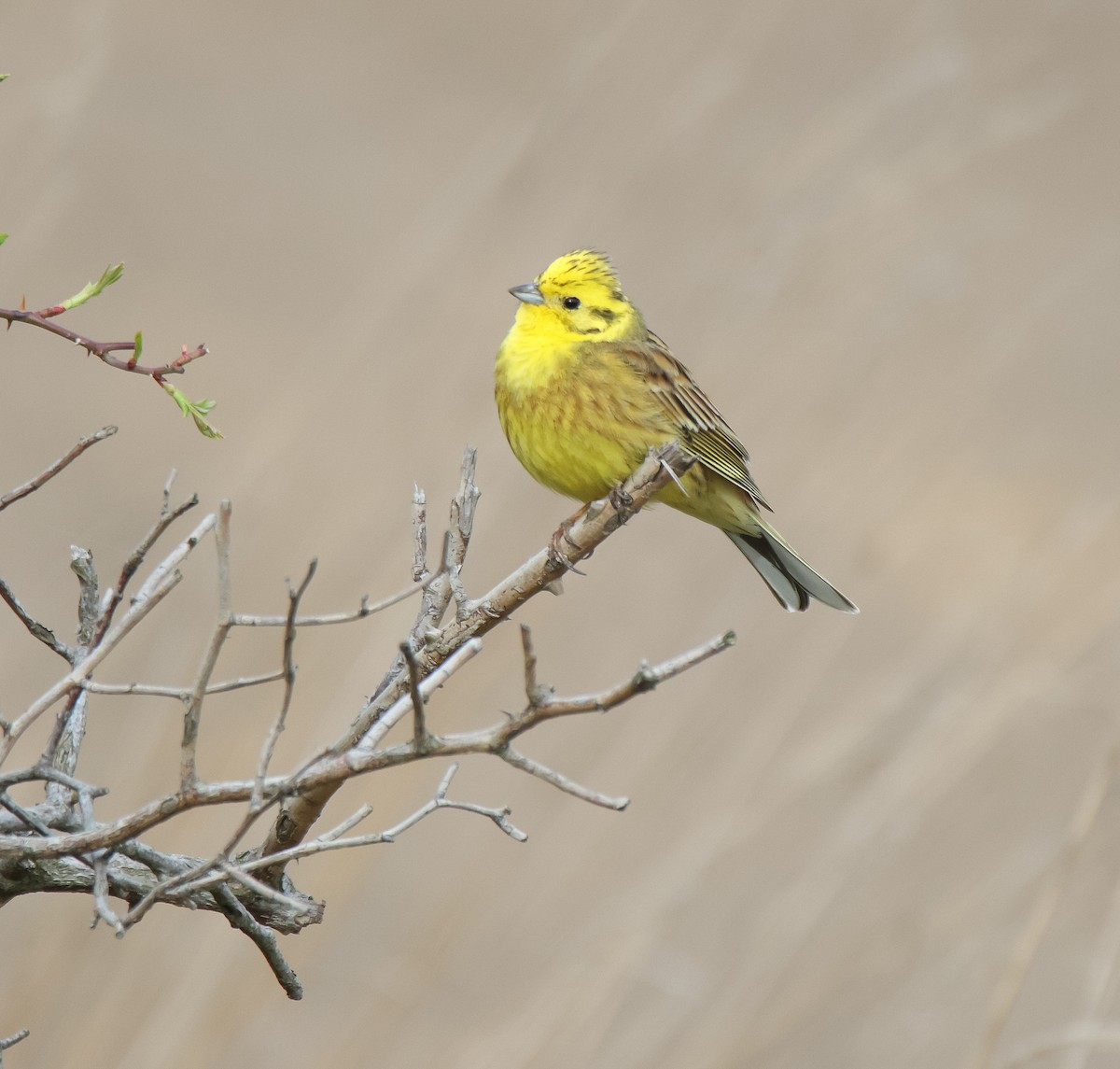 Yellowhammer - Paulina Leśniak