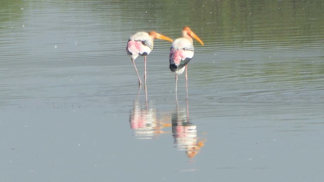 Painted Stork - ML617704715