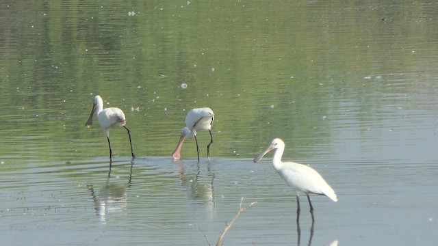 Eurasian Spoonbill - ML617704722