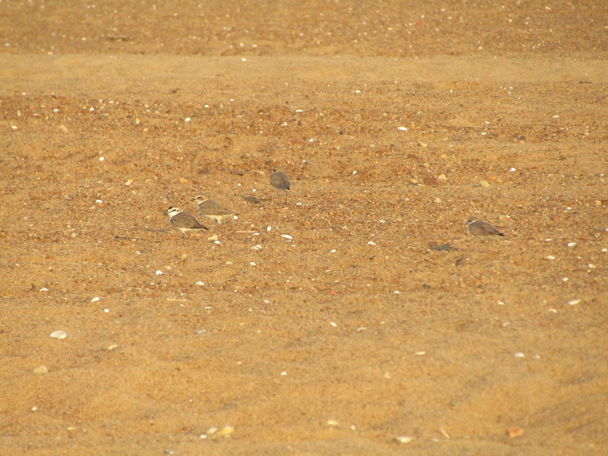 Kentish Plover - ML617704759