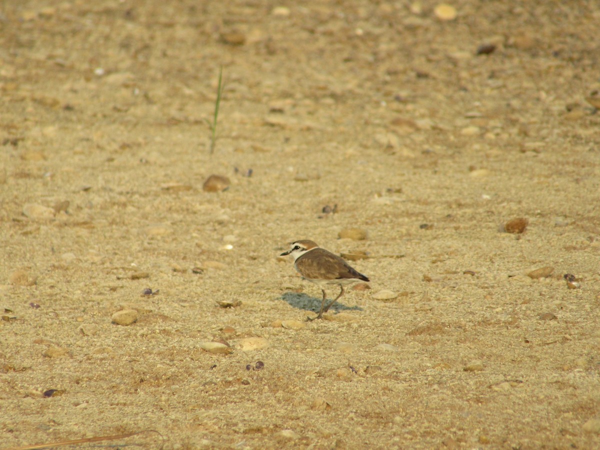 Kentish Plover - ML617704760