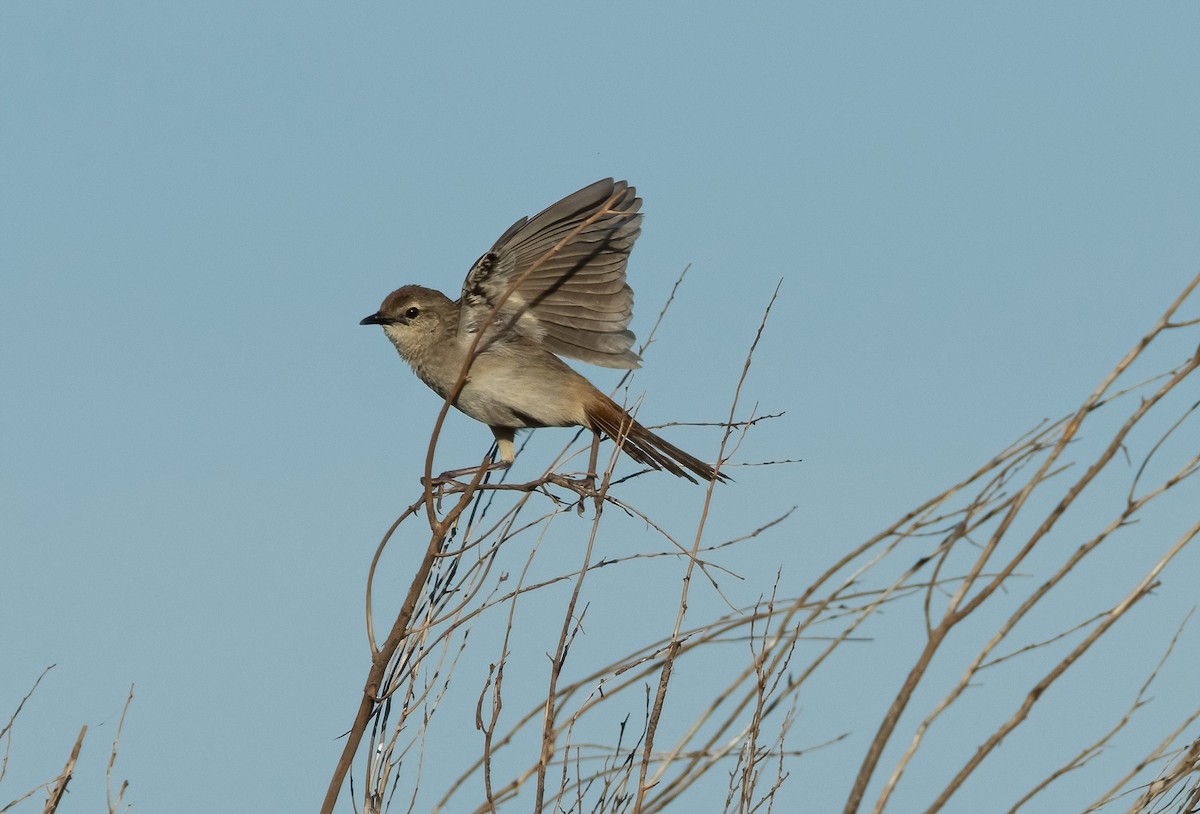 Rufous Songlark - Mitch Rose