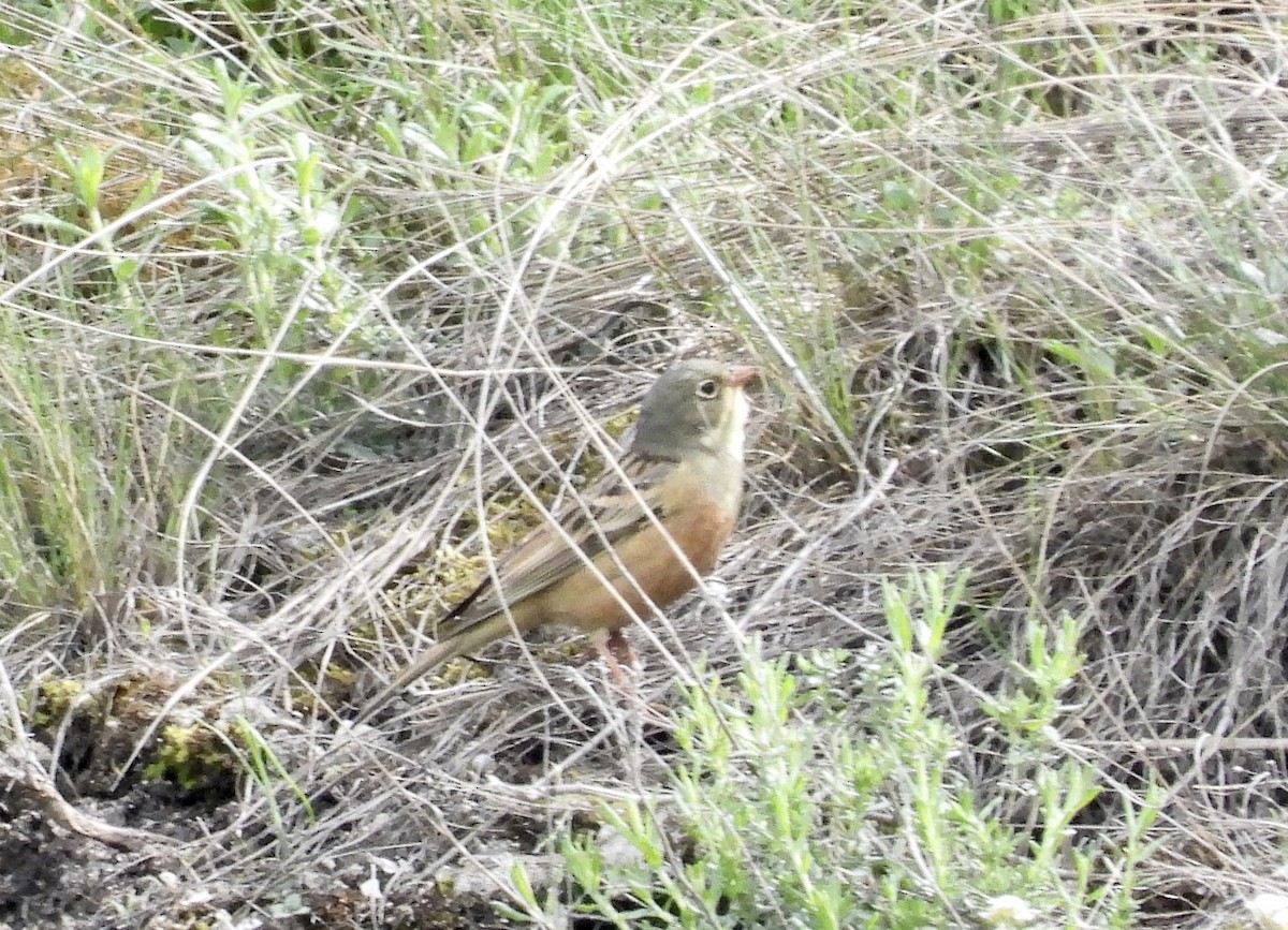 Ortolan Bunting - ML617704797