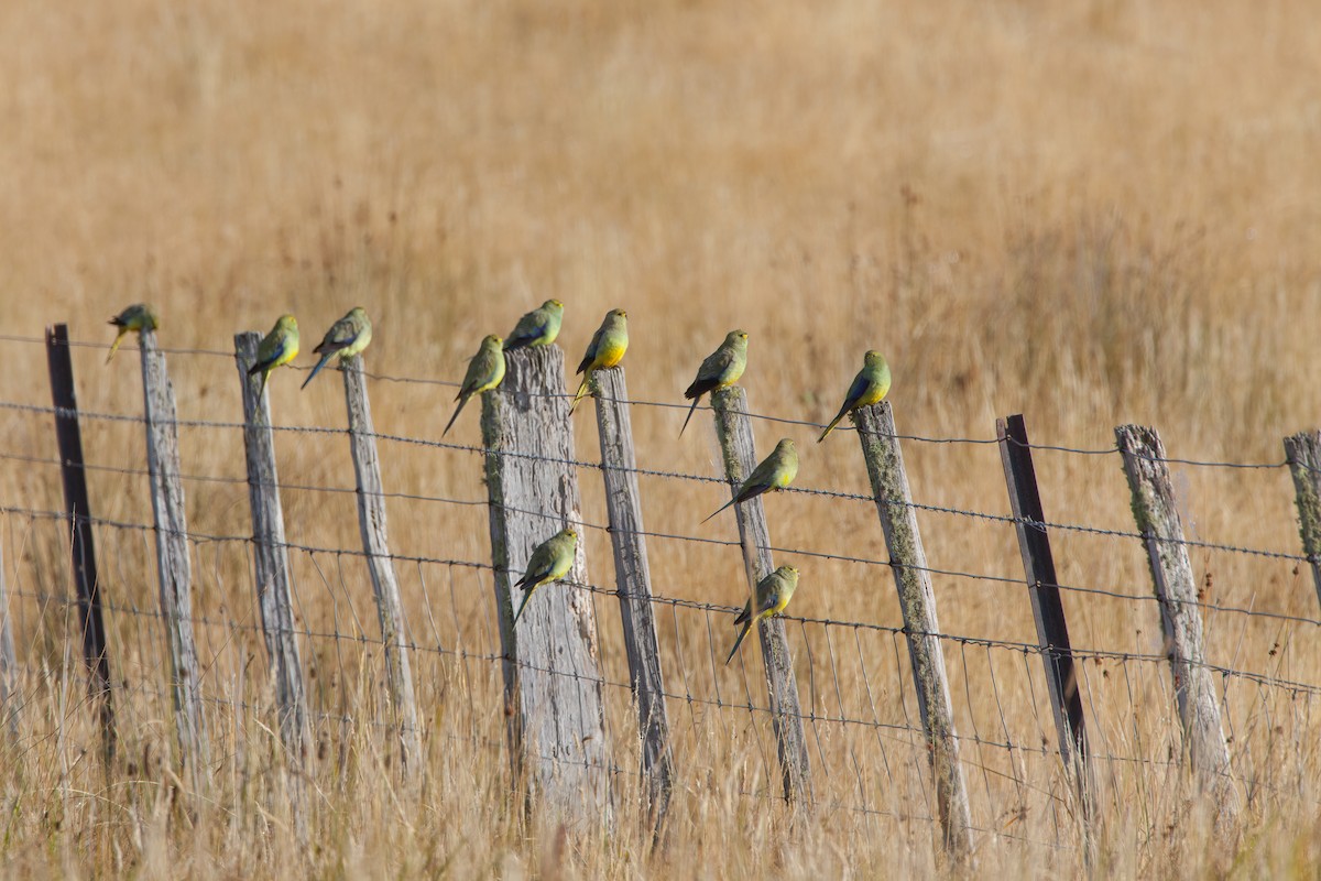 Blue-winged Parrot - ML617704828