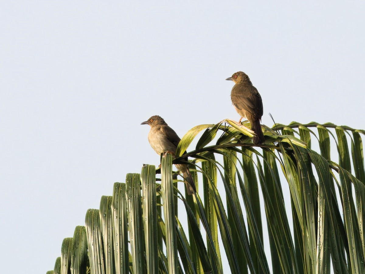 Red-eyed Bulbul - ML617704837