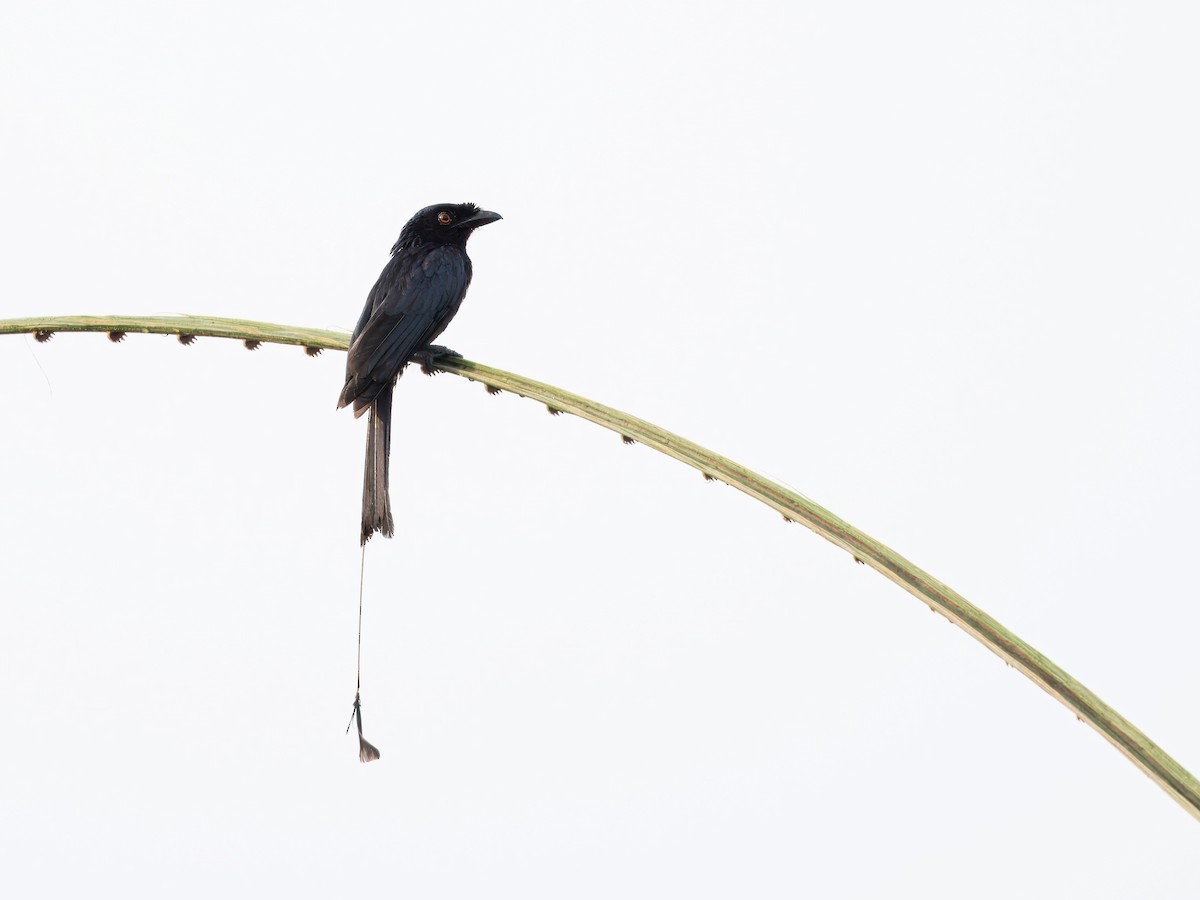 Greater Racket-tailed Drongo - Evelyn Lee