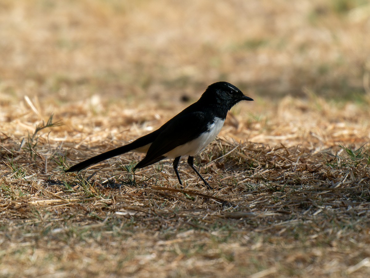 Willie-wagtail - ML617704845
