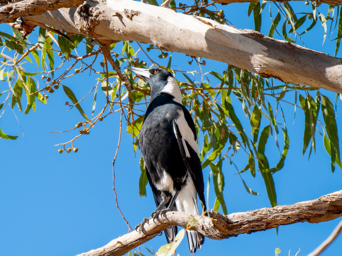 Australian Magpie - ML617704851