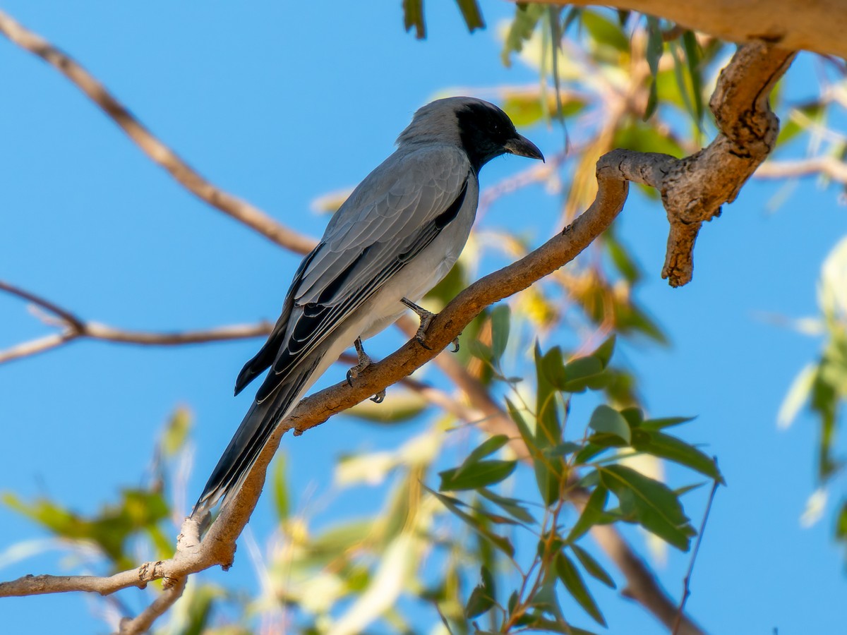 Black-faced Cuckooshrike - ML617704859