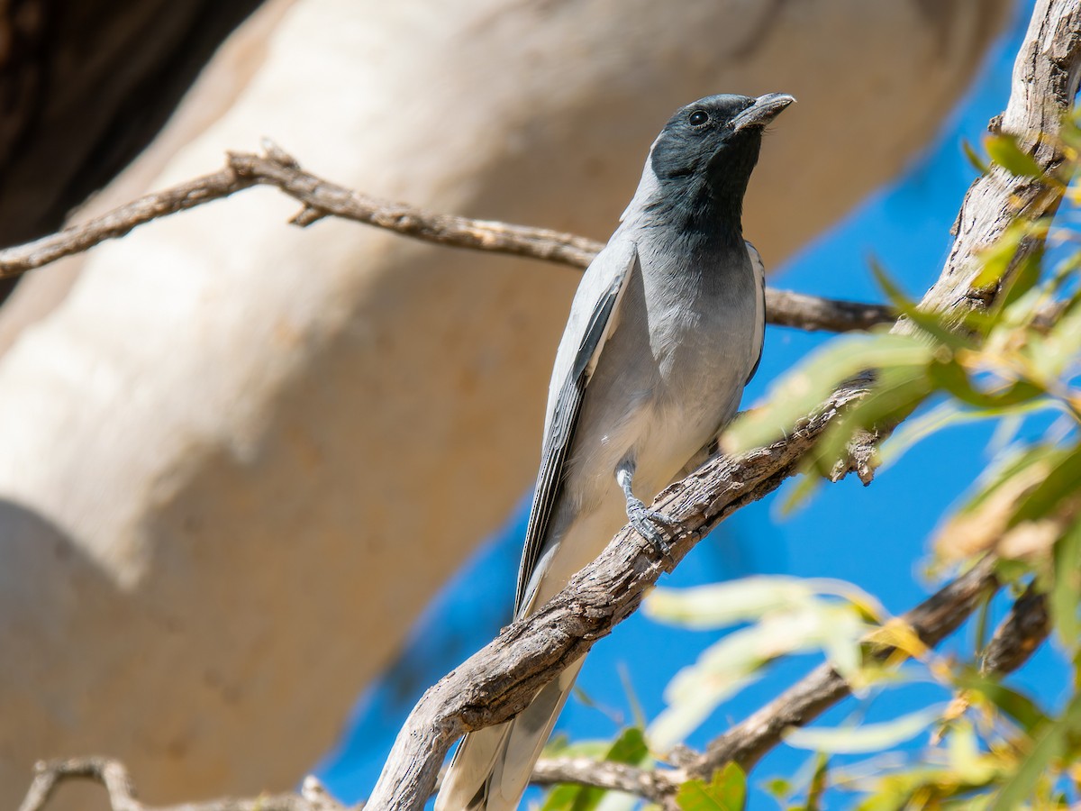 Black-faced Cuckooshrike - ML617704860