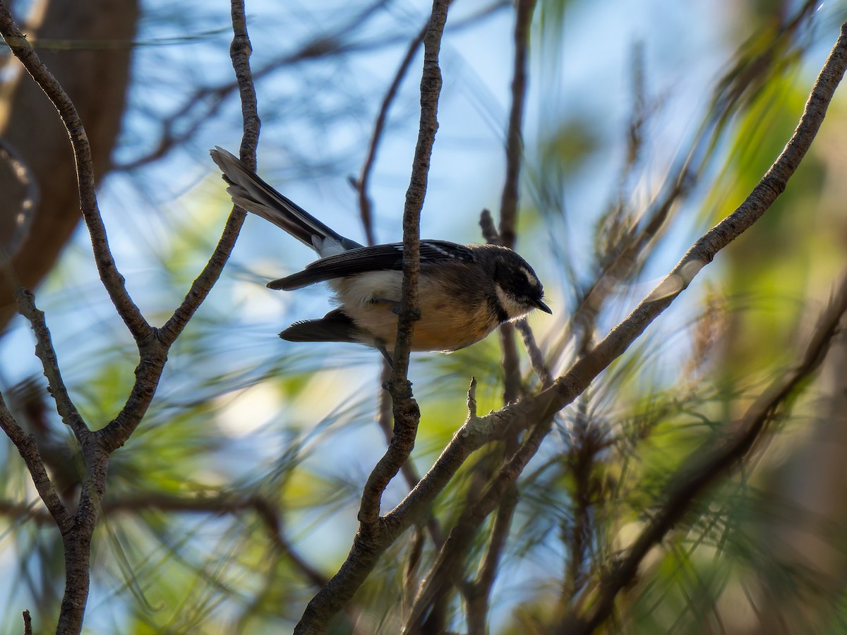 Gray Fantail - ML617704868