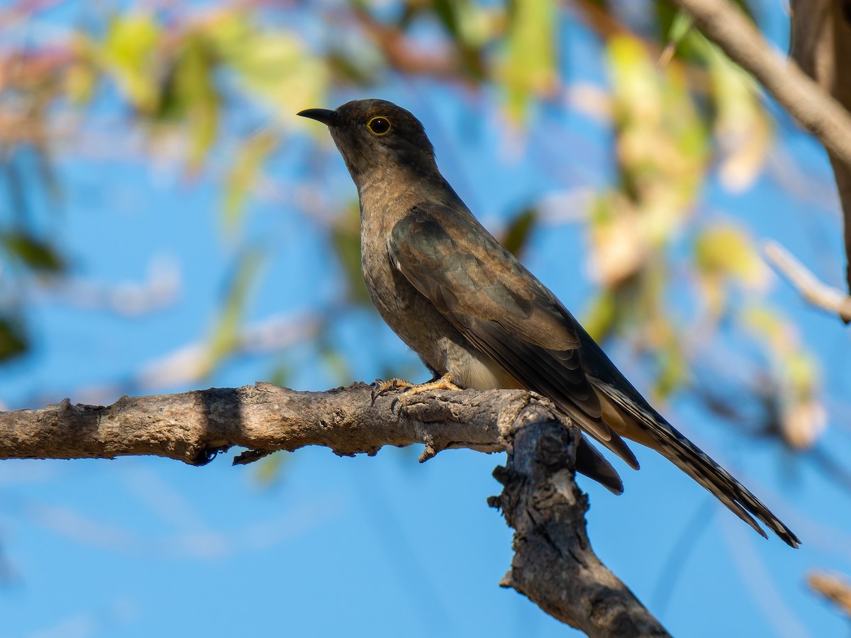 Fan-tailed Cuckoo - ML617704869