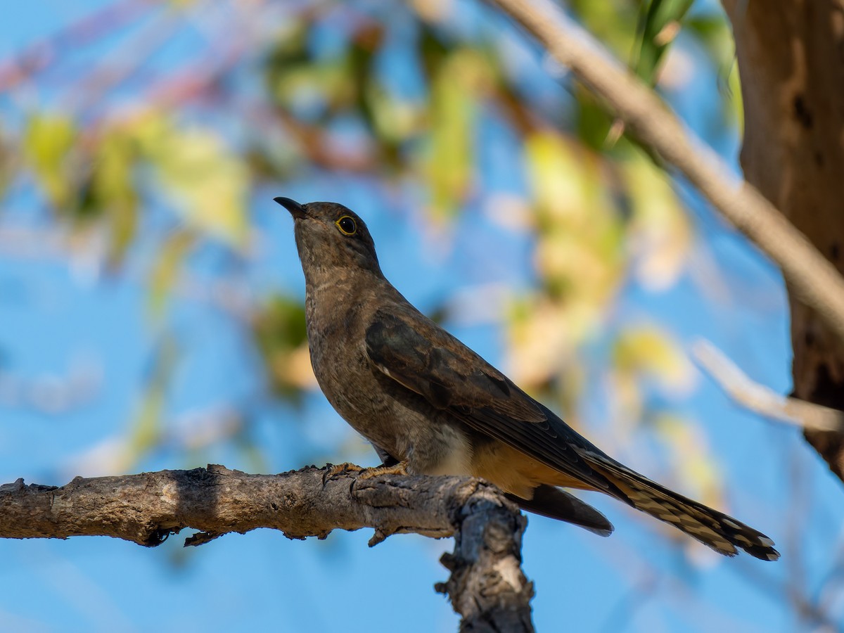 Fan-tailed Cuckoo - ML617704871