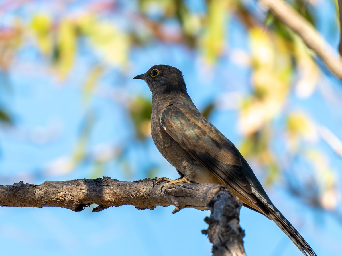 Fan-tailed Cuckoo - ML617704872