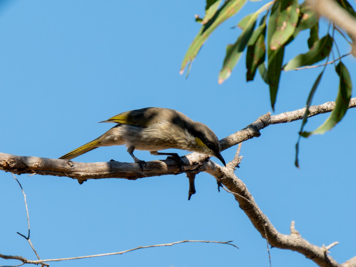 Singing Honeyeater - ML617704877