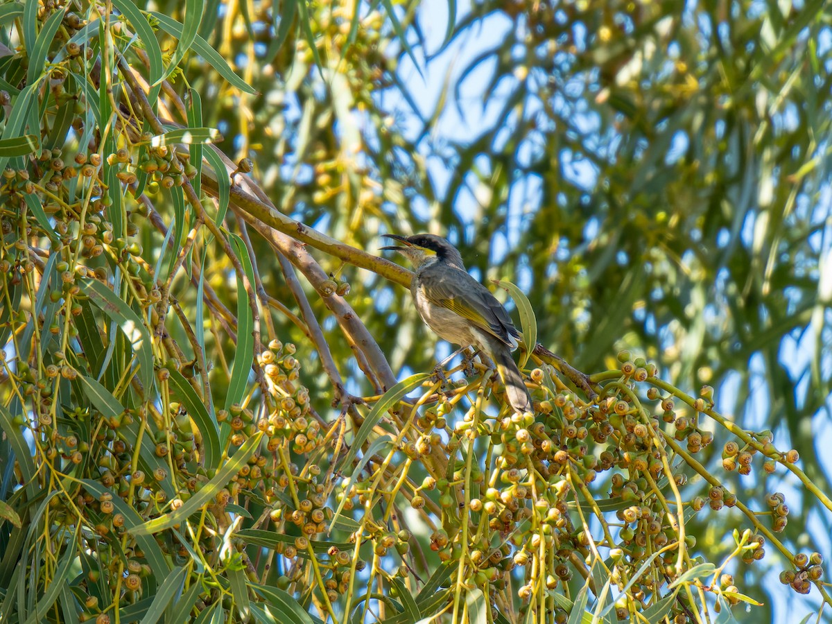 Singing Honeyeater - ML617704882