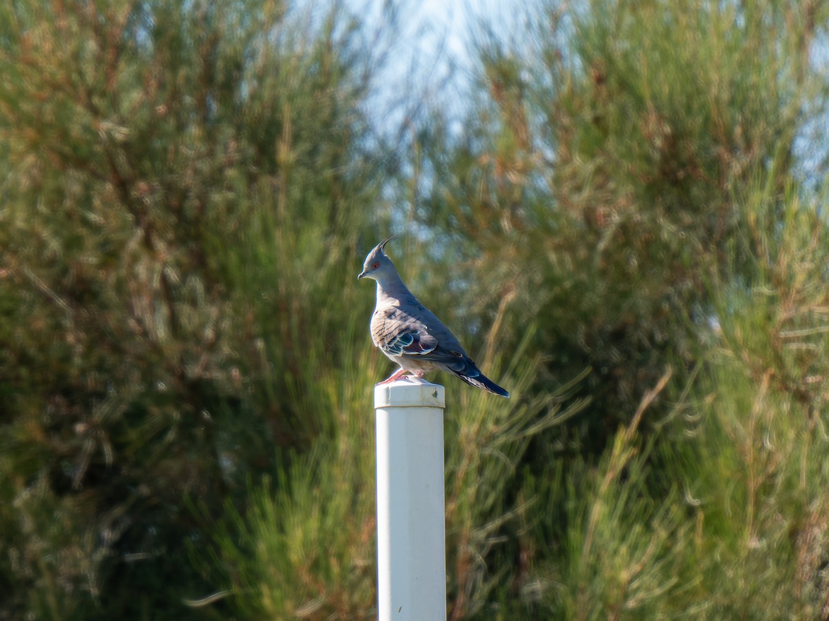 Crested Pigeon - ML617704884