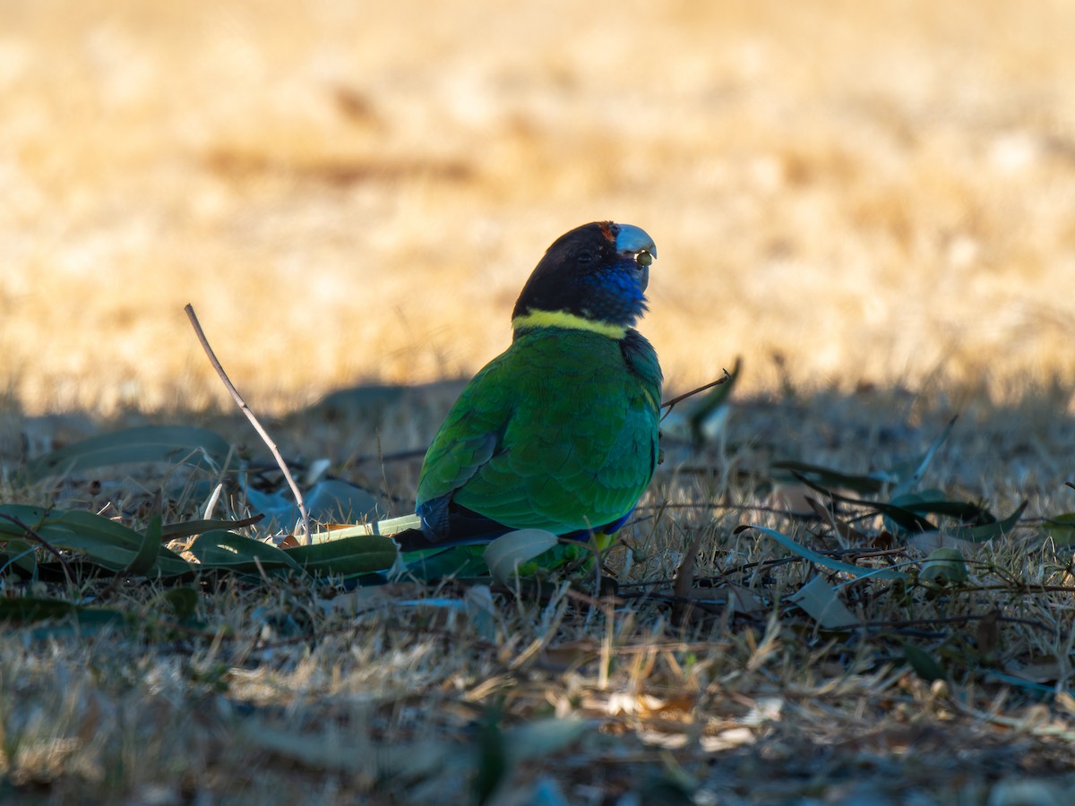 Australian Ringneck - ML617704887