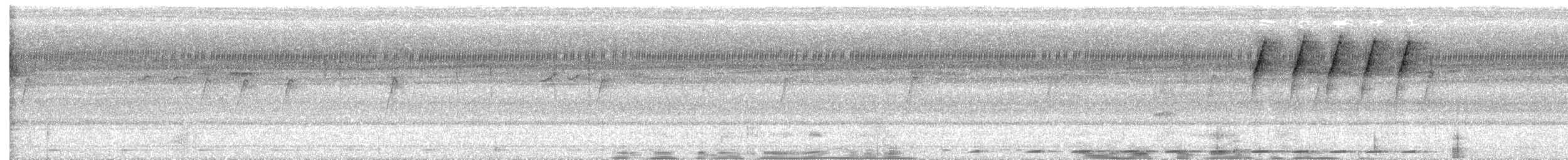 Phapitréron à oreillons blancs (brevirostris/occipitalis) - ML617704893