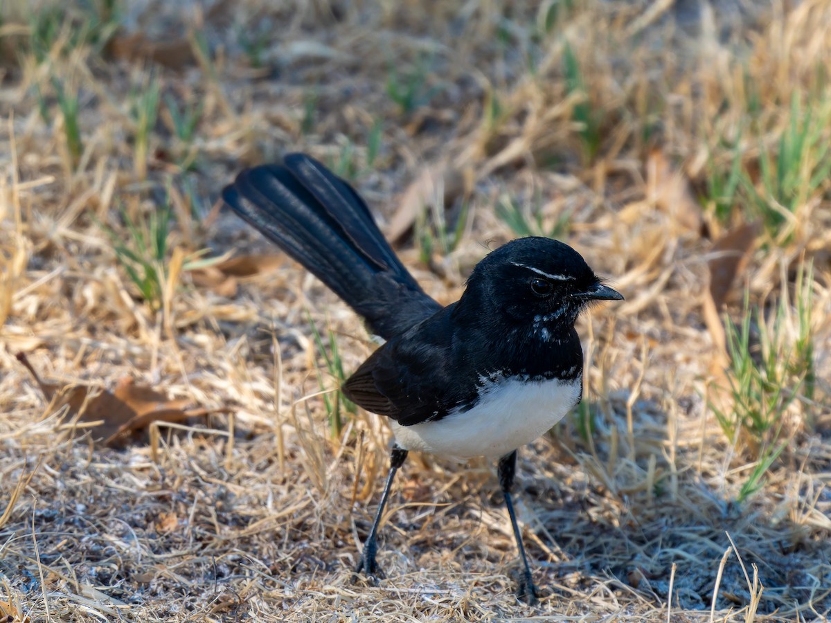Willie-wagtail - ML617704900