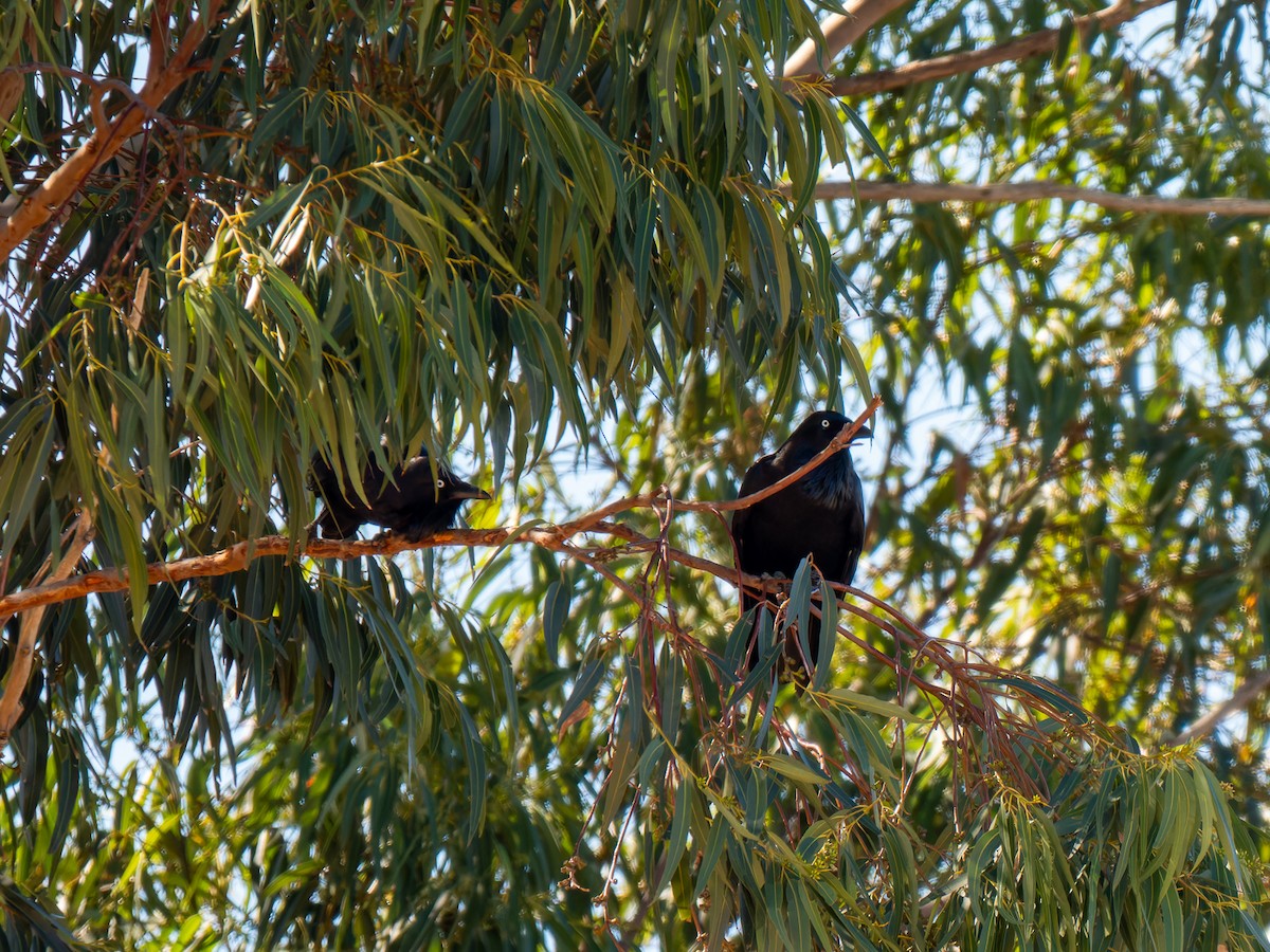 Australian Raven - ML617704904