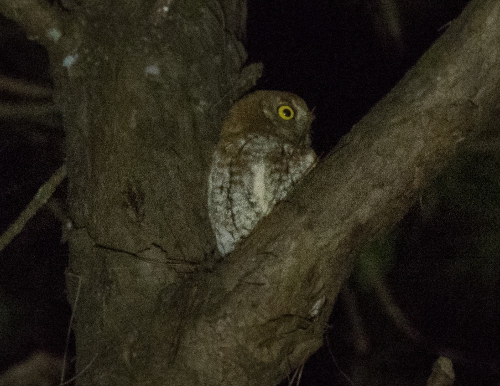 Oriental Scops-Owl (Oriental) - Volkov Sergey