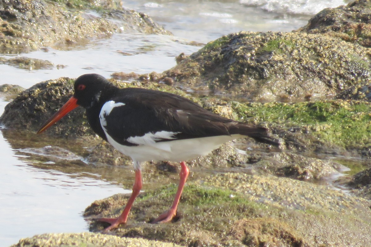 Eurasian Oystercatcher - ML617704921