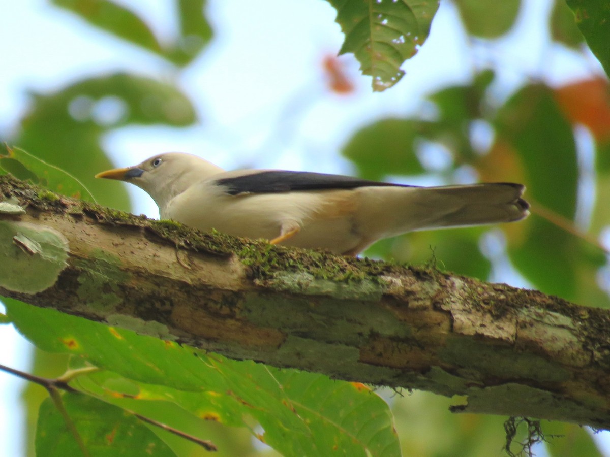 White-headed Starling - ML617704933