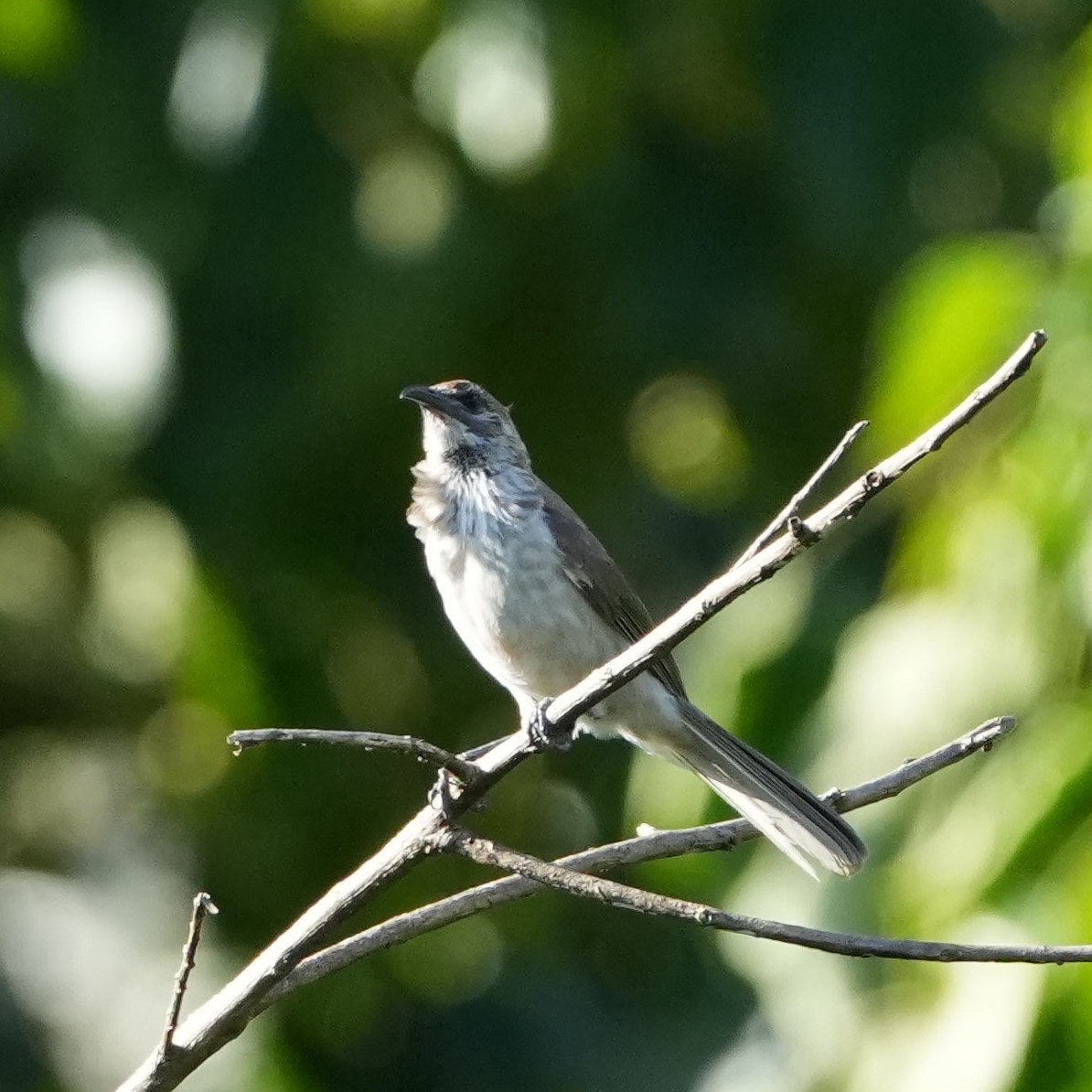 Timor Friarbird - Sandy Gayasih