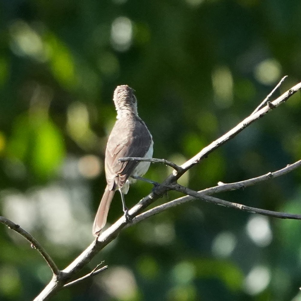 Timor Friarbird - ML617704946