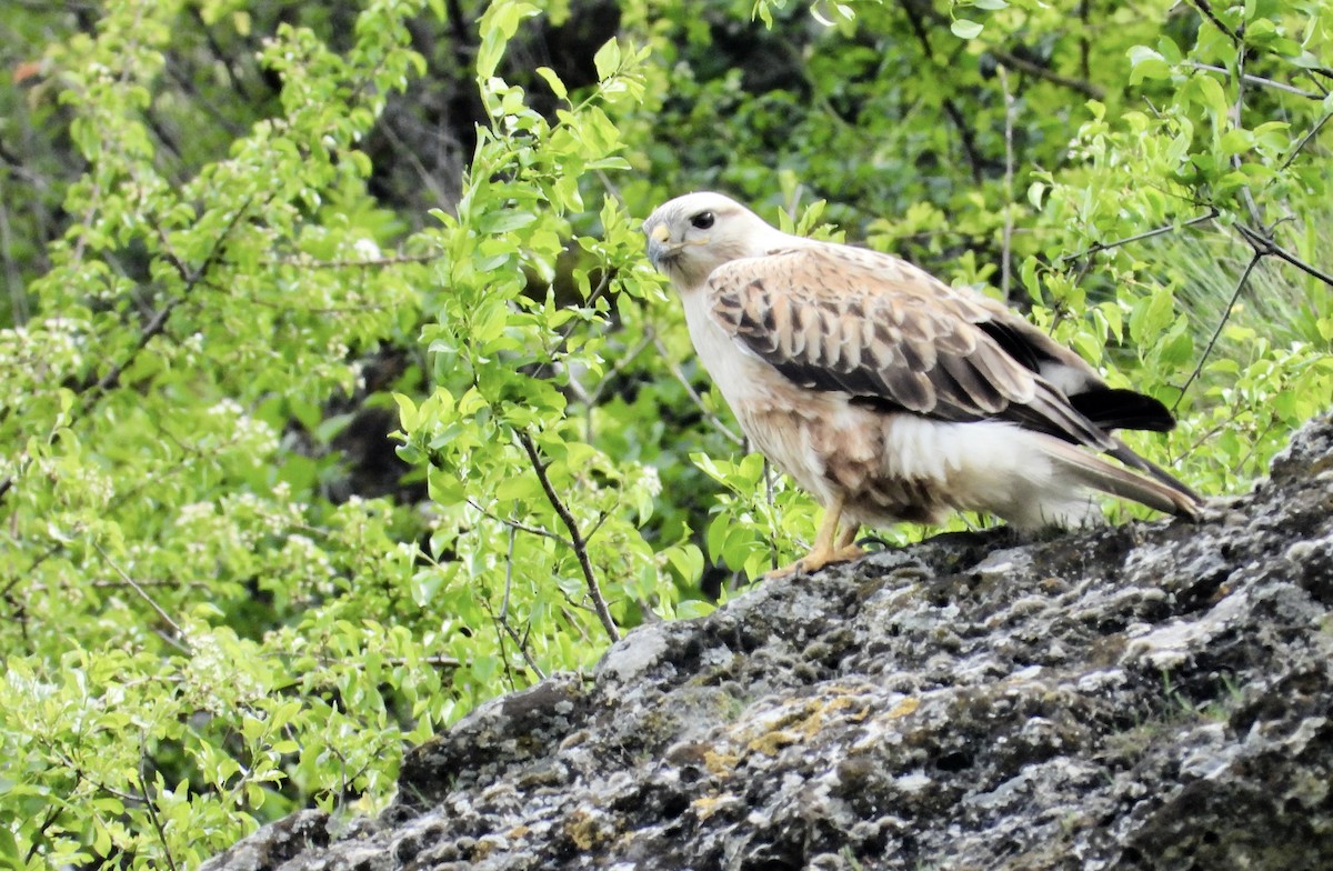 Long-legged Buzzard - ML617704967