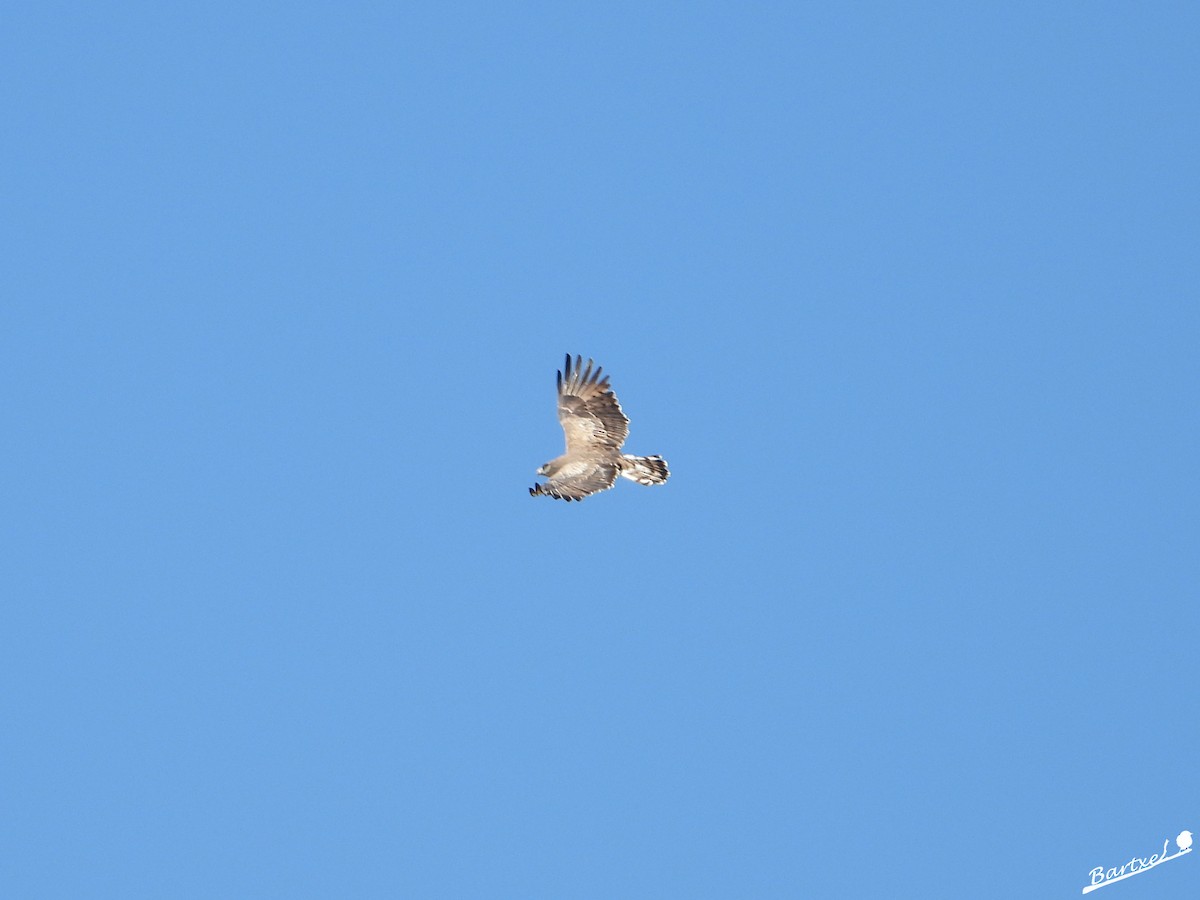 Short-toed Snake-Eagle - J. Alfonso Diéguez Millán 👀