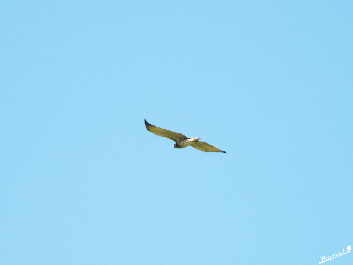 Short-toed Snake-Eagle - J. Alfonso Diéguez Millán 👀