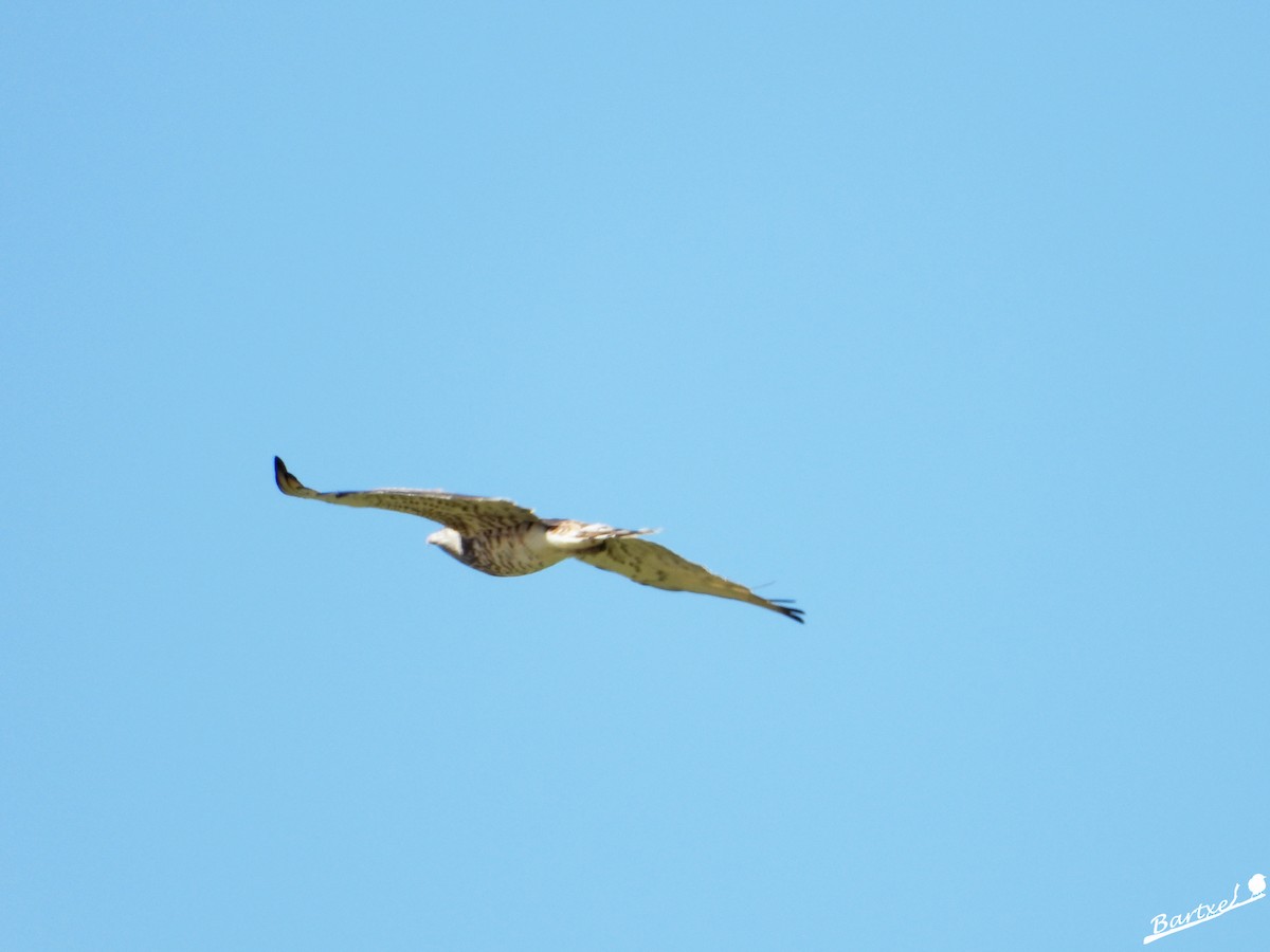 Short-toed Snake-Eagle - ML617704983