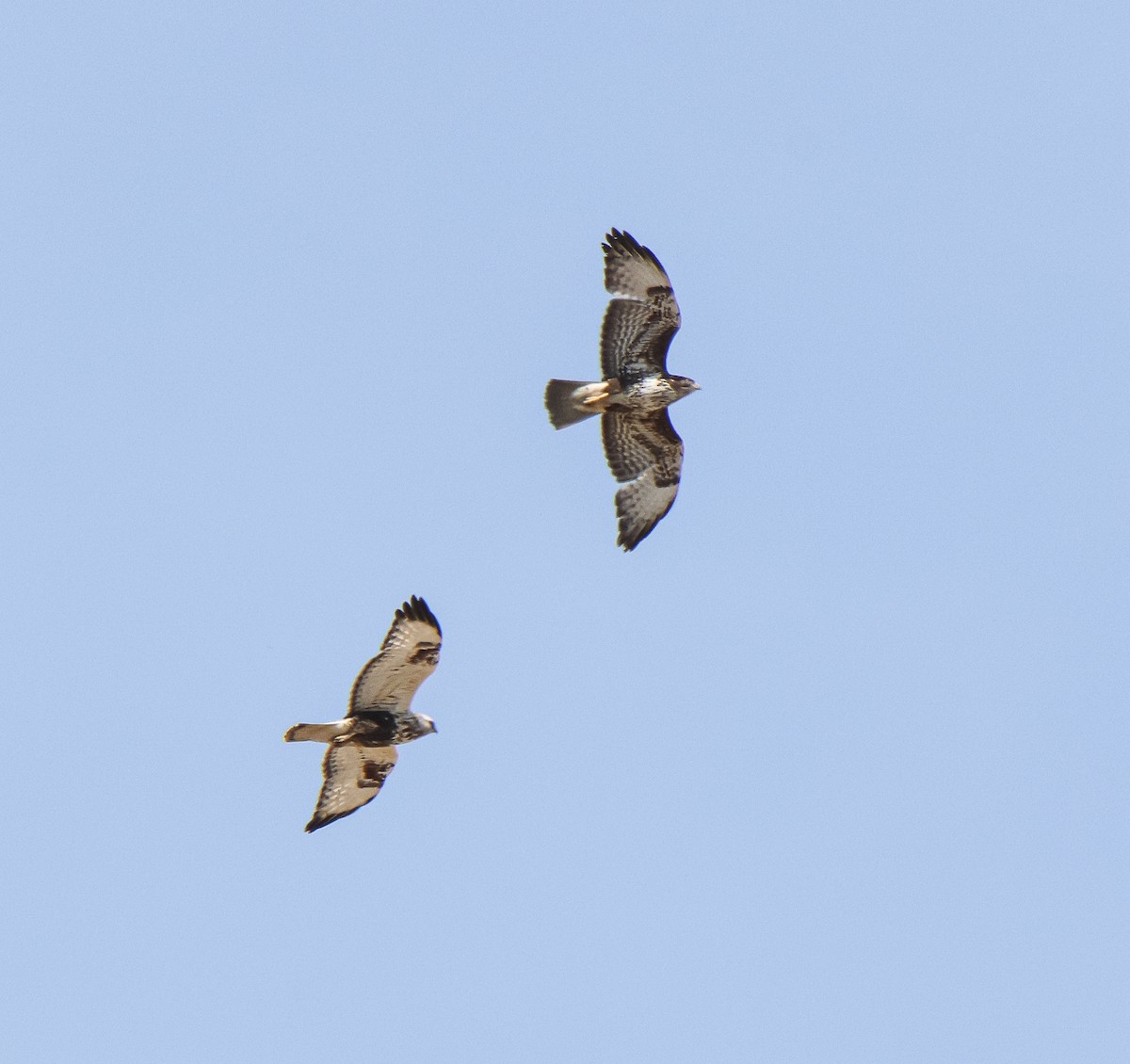 Rough-legged Hawk - Paulina Leśniak