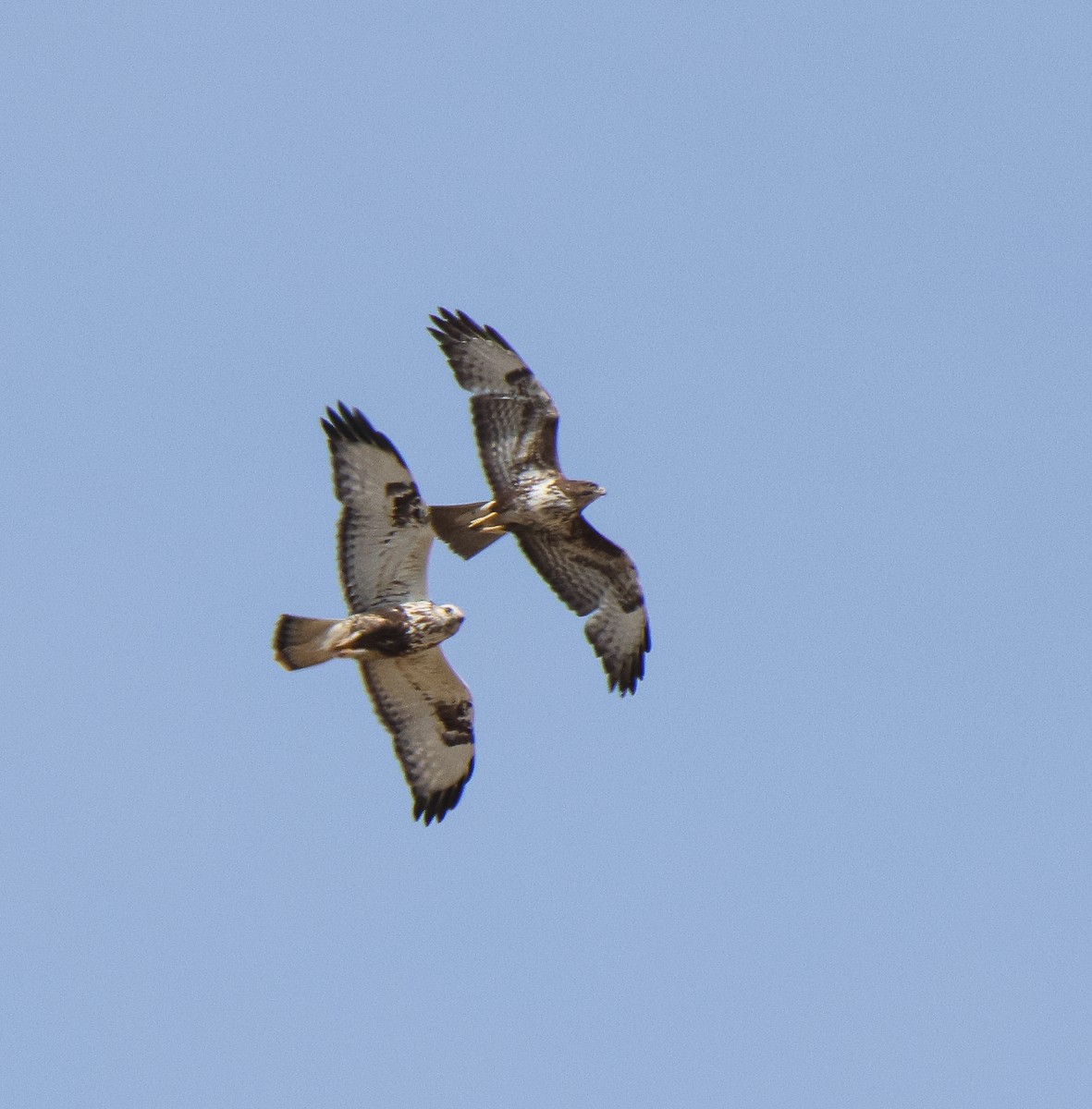 Common Buzzard - Paulina Leśniak