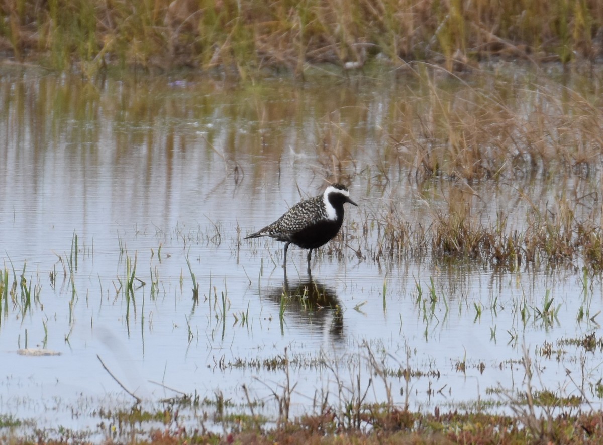 American Golden-Plover - Tim Nickholds