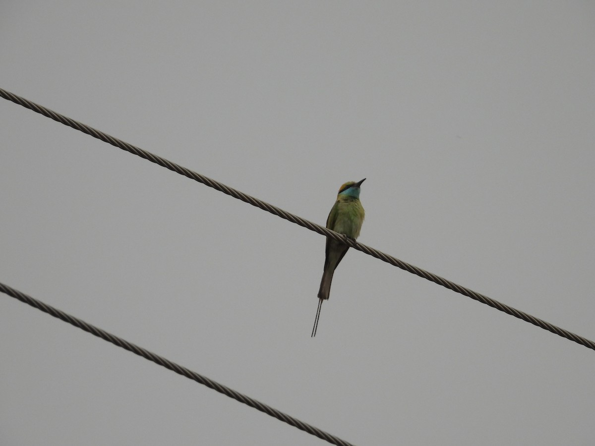 Asian Green Bee-eater - ML617705057