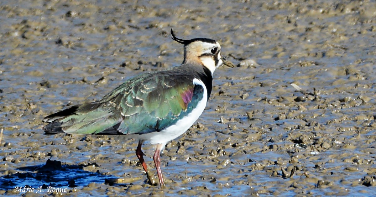 Northern Lapwing - ML617705066