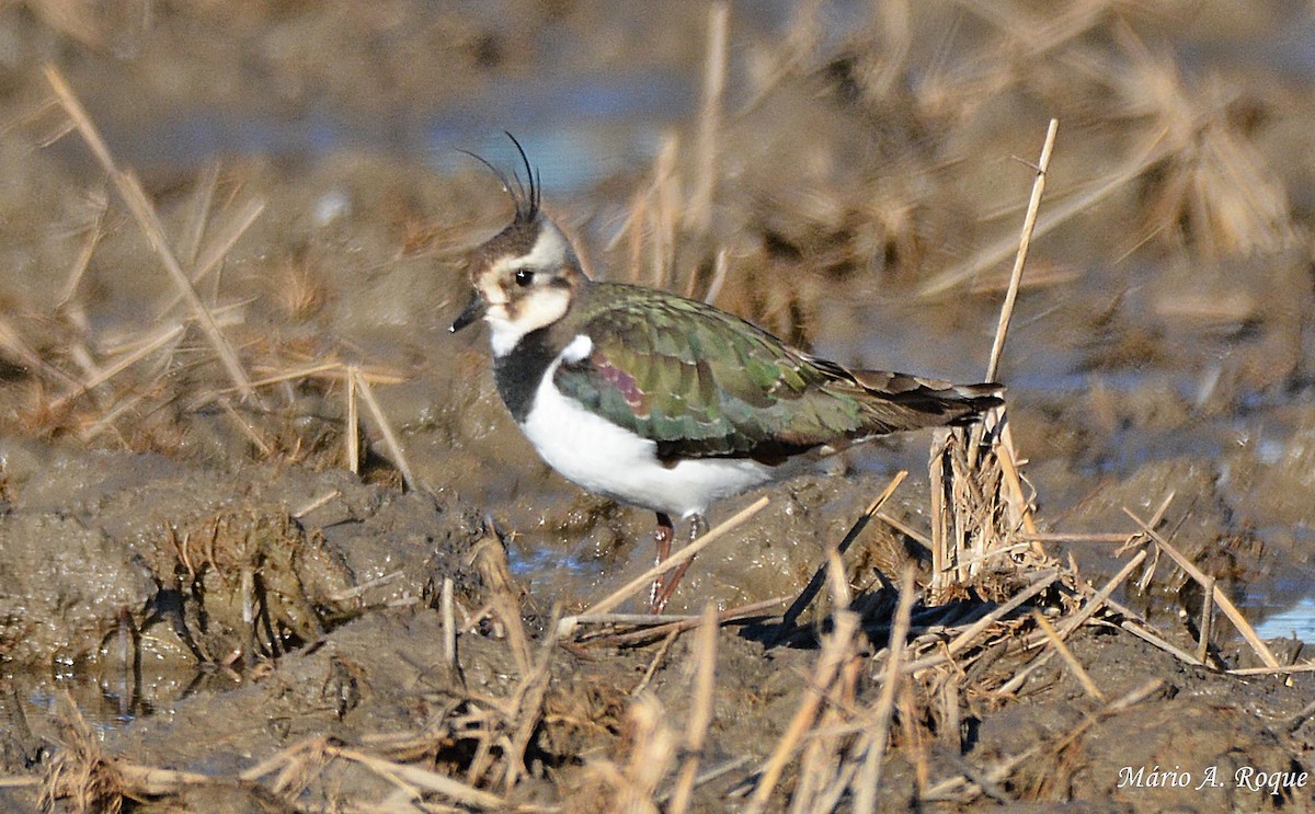 Northern Lapwing - ML617705068