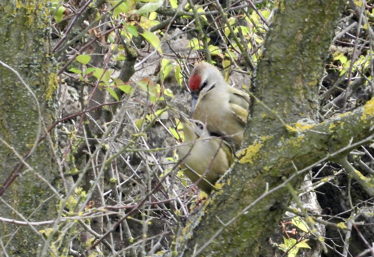 Gray-headed Woodpecker - ML617705070